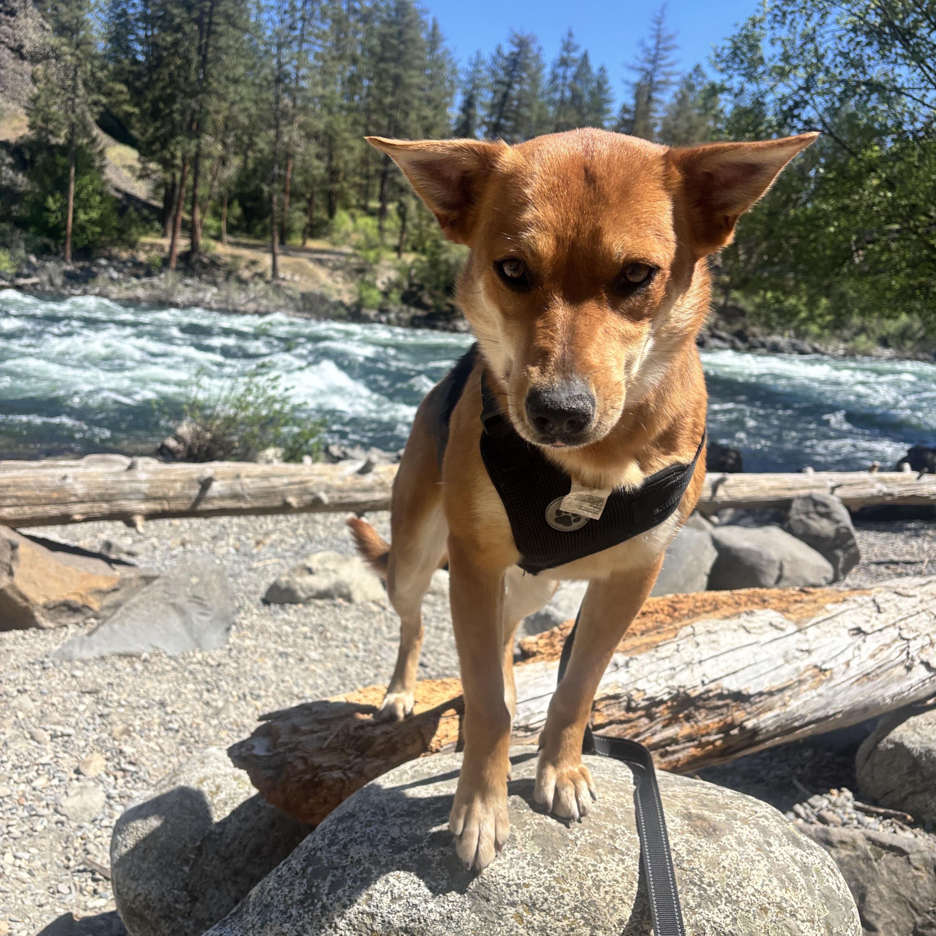 Enlarge Foxy, an adopted mixed breed in Colville , WA image 4/6