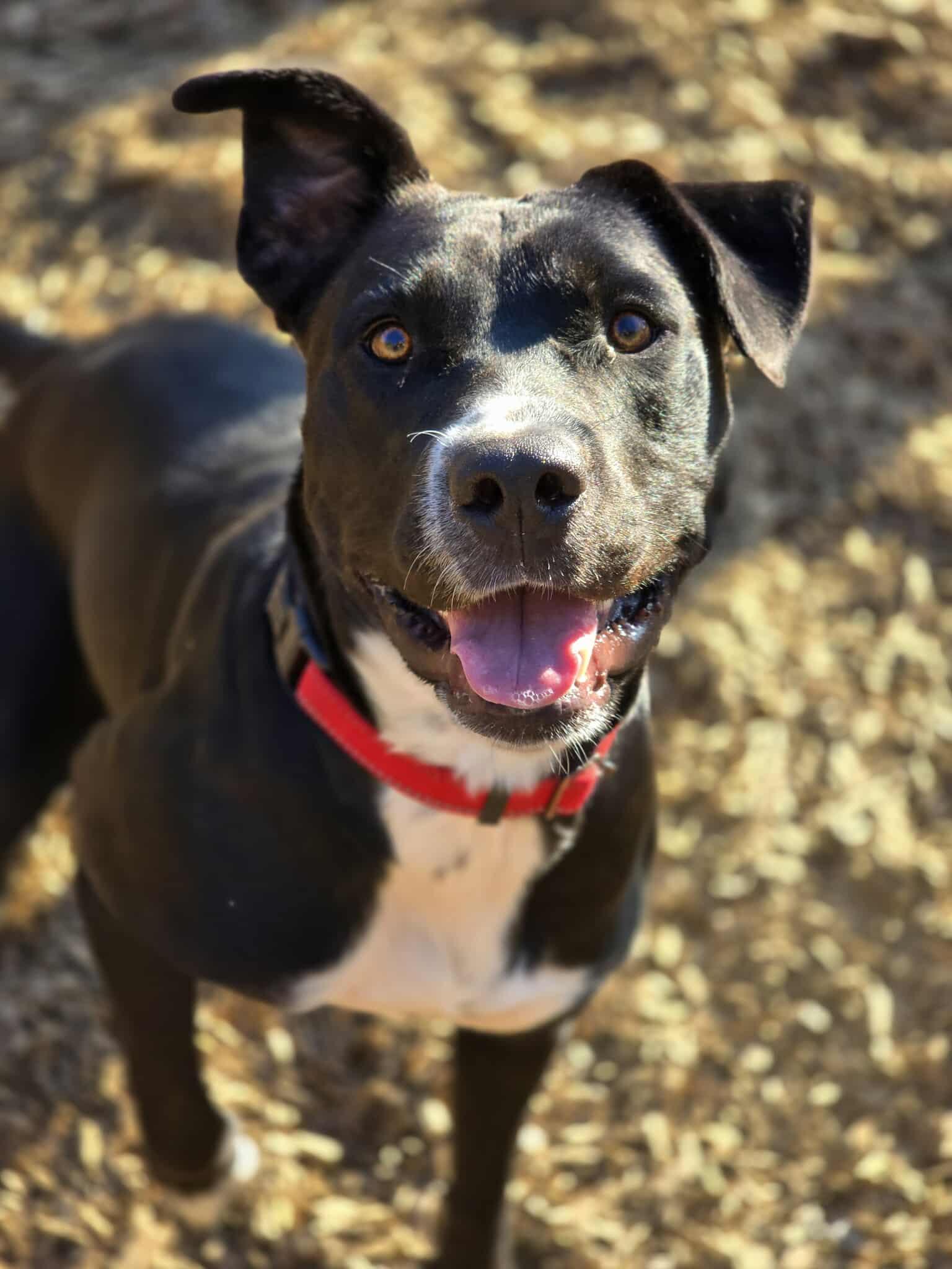 Evie, a Adoptable mixed breed in Grants Pass, OR image 1/5