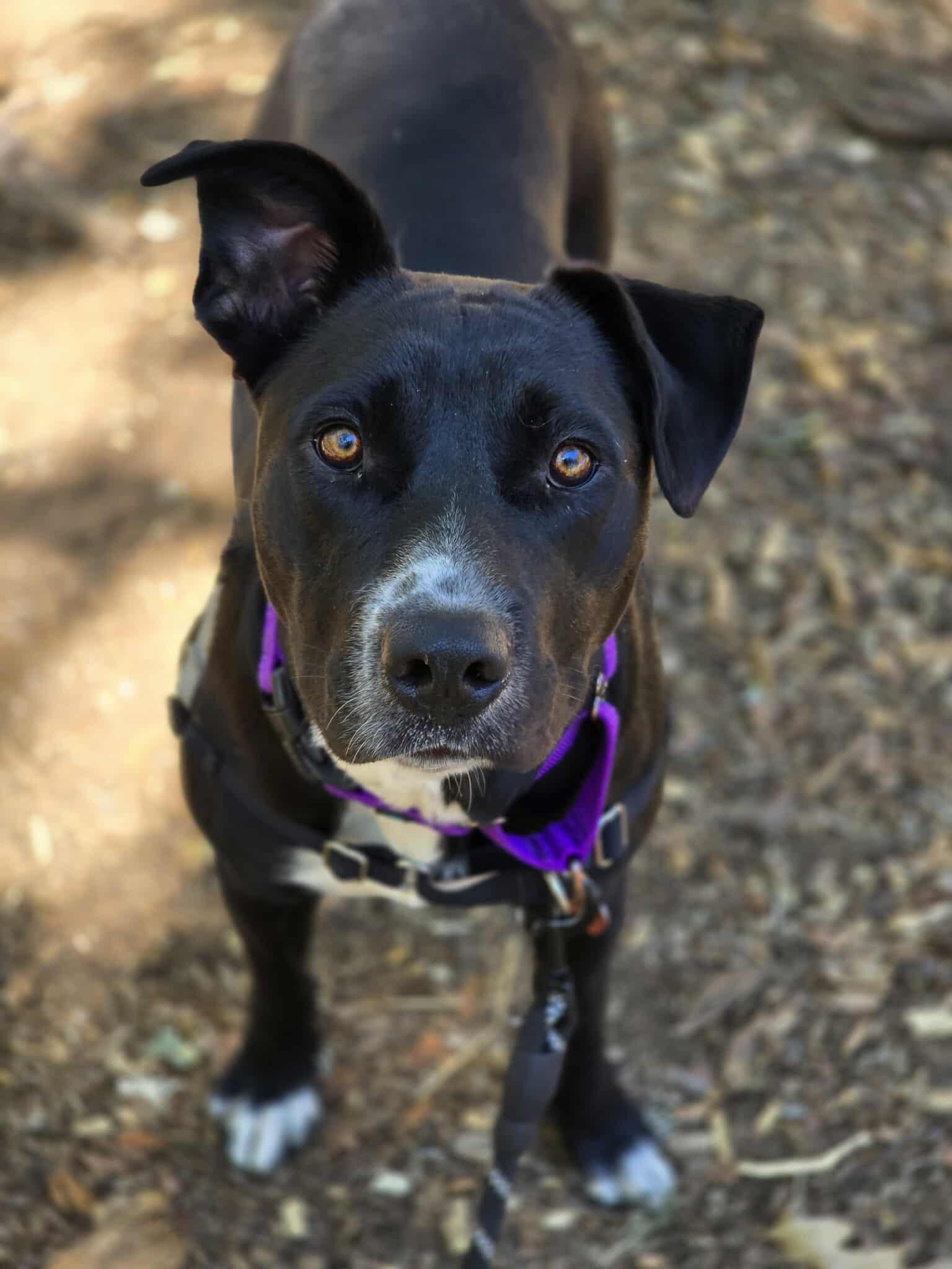 Evie, an adoptable Pit Bull Terrier in Grants Pass, OR, 97526 | Photo Image 3