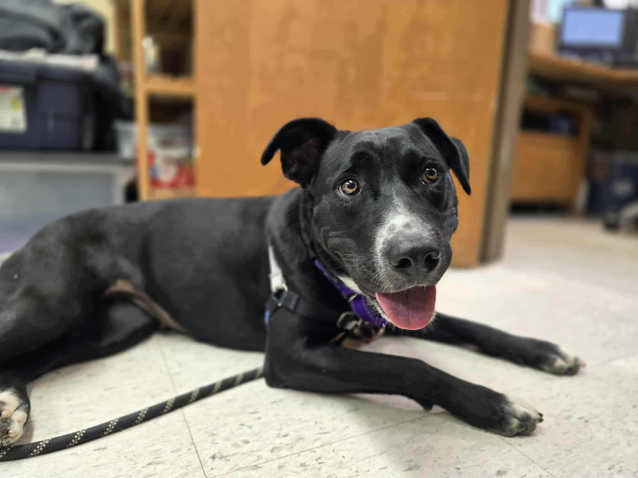 Evie, a Adoptable mixed breed in Grants Pass, OR image 5/5