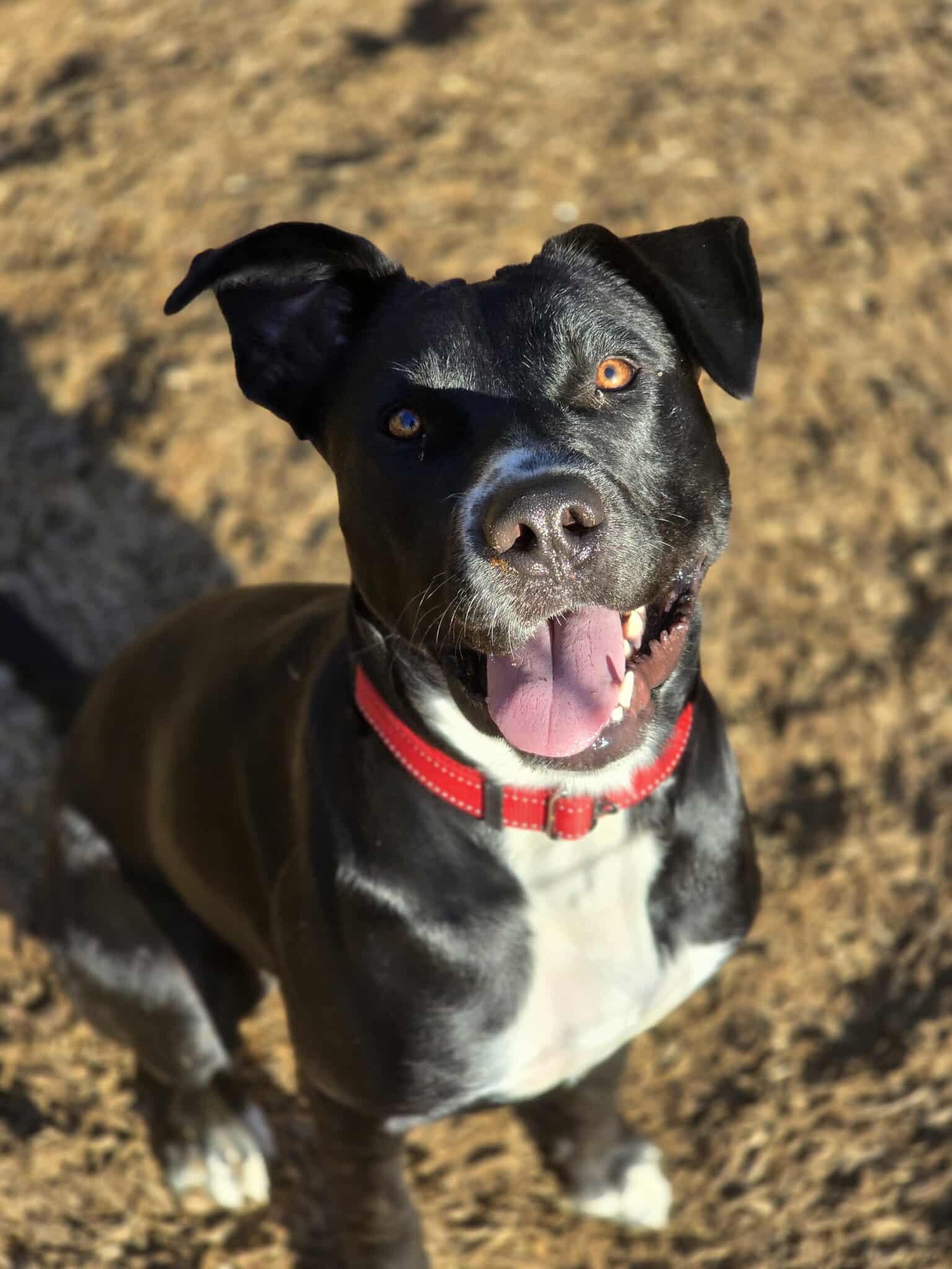 Evie, an adoptable Pit Bull Terrier in Grants Pass, OR, 97526 | Photo Image 4