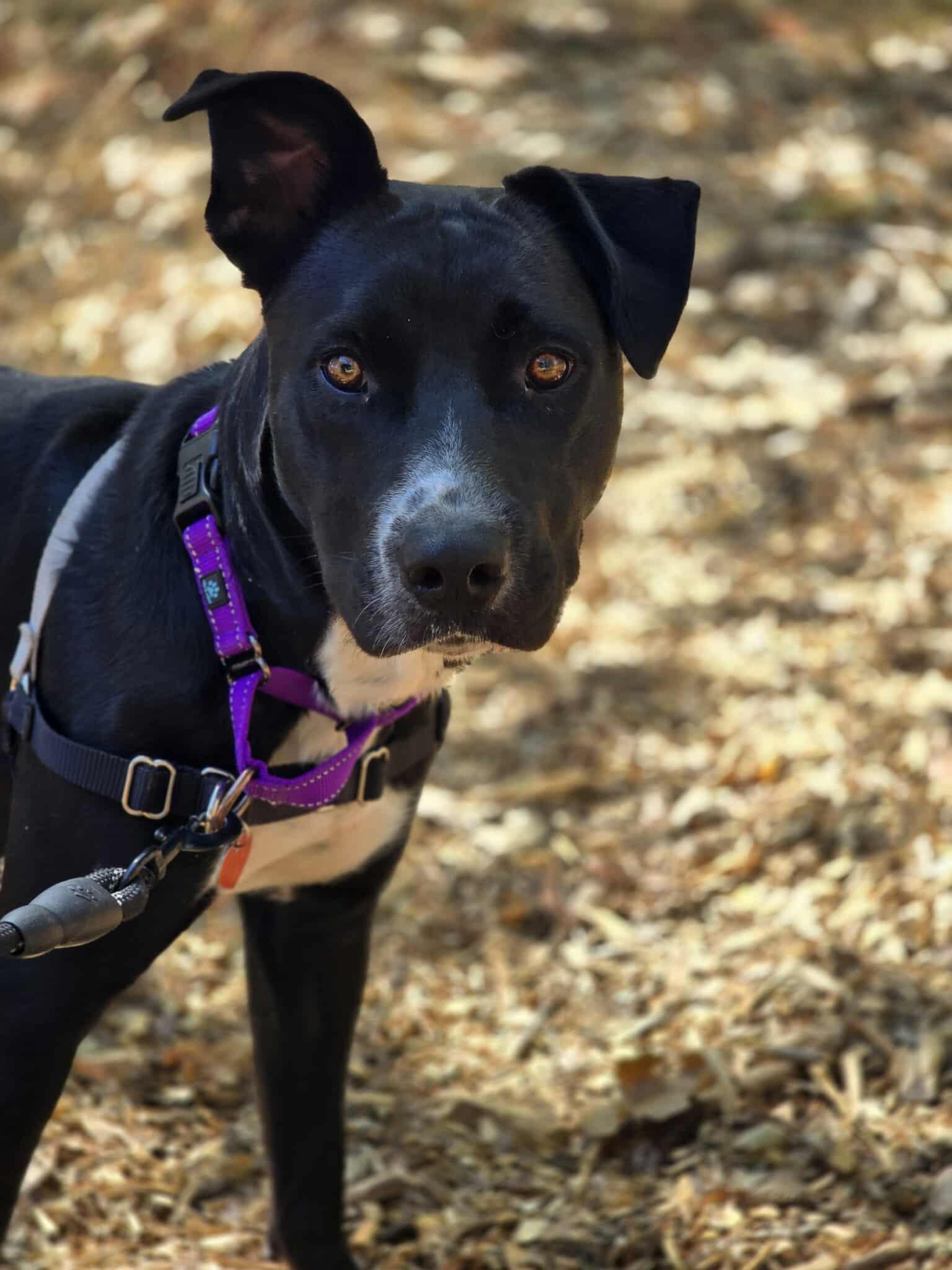 Evie, an adoptable Pit Bull Terrier in Grants Pass, OR, 97526 | Photo Image 2