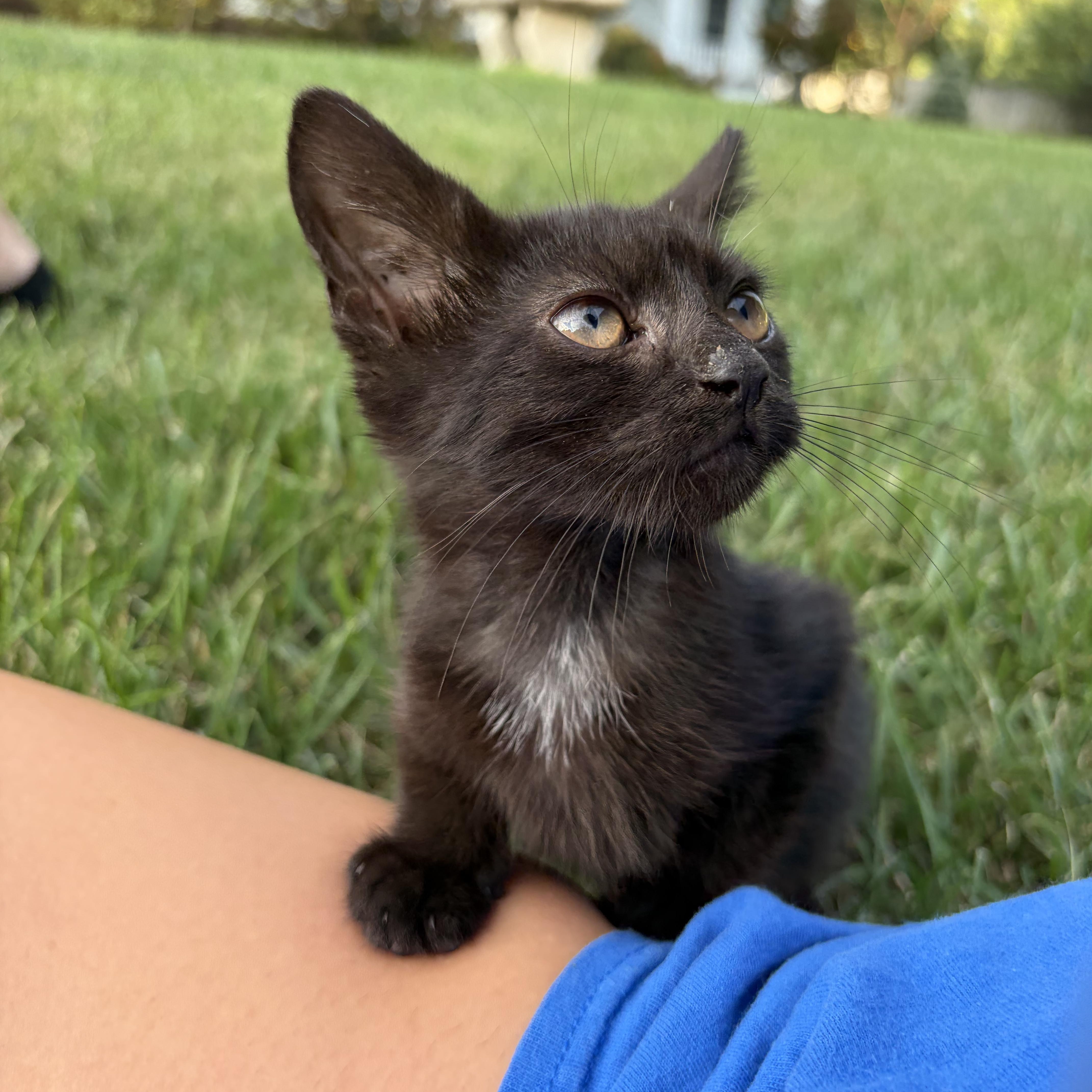 Twilight, ADOPTABLE, Kitten Female Domestic Short Hair.