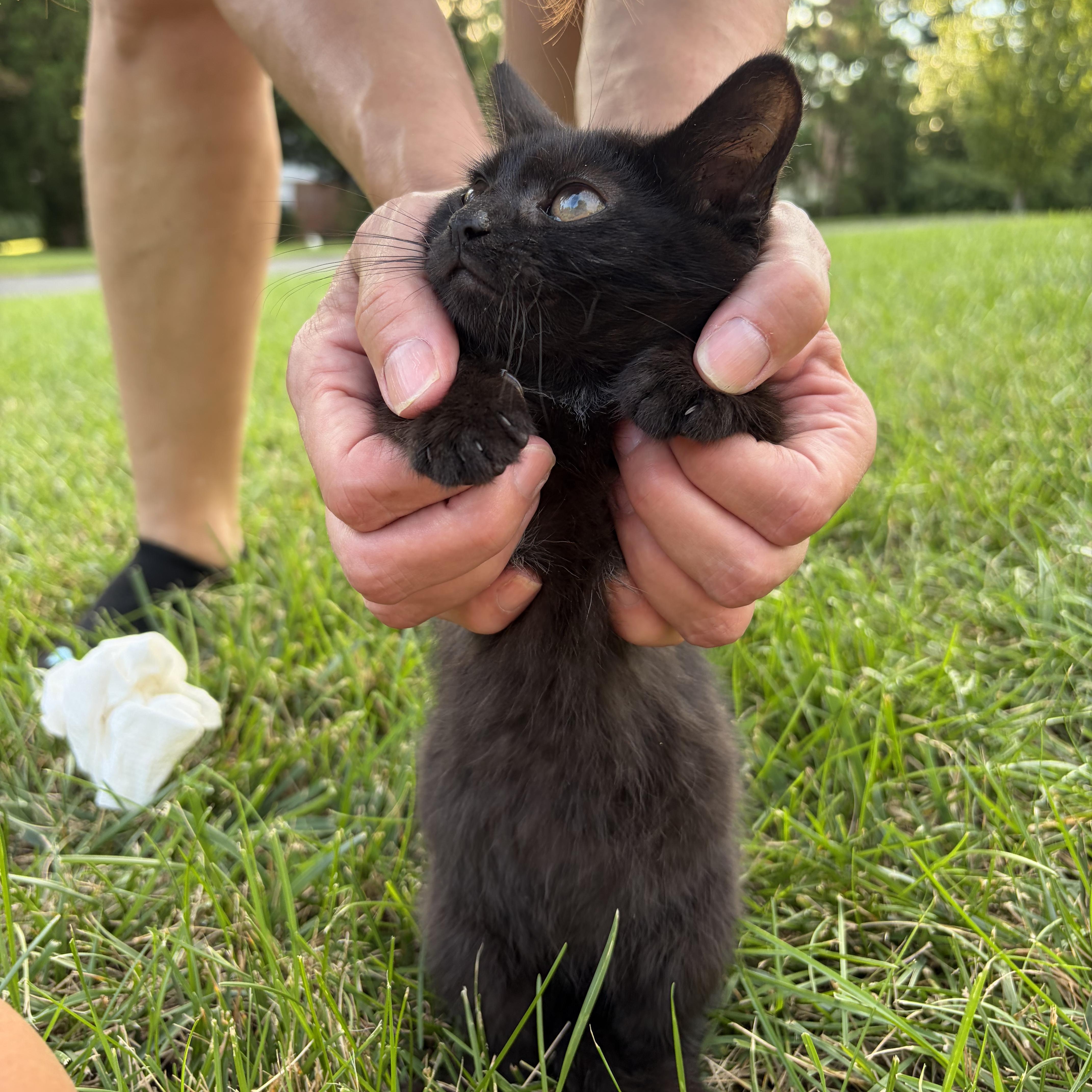 Twilight, a ADOPTABLE Domestic Short Hair in Bordentown, NJ image 3/4