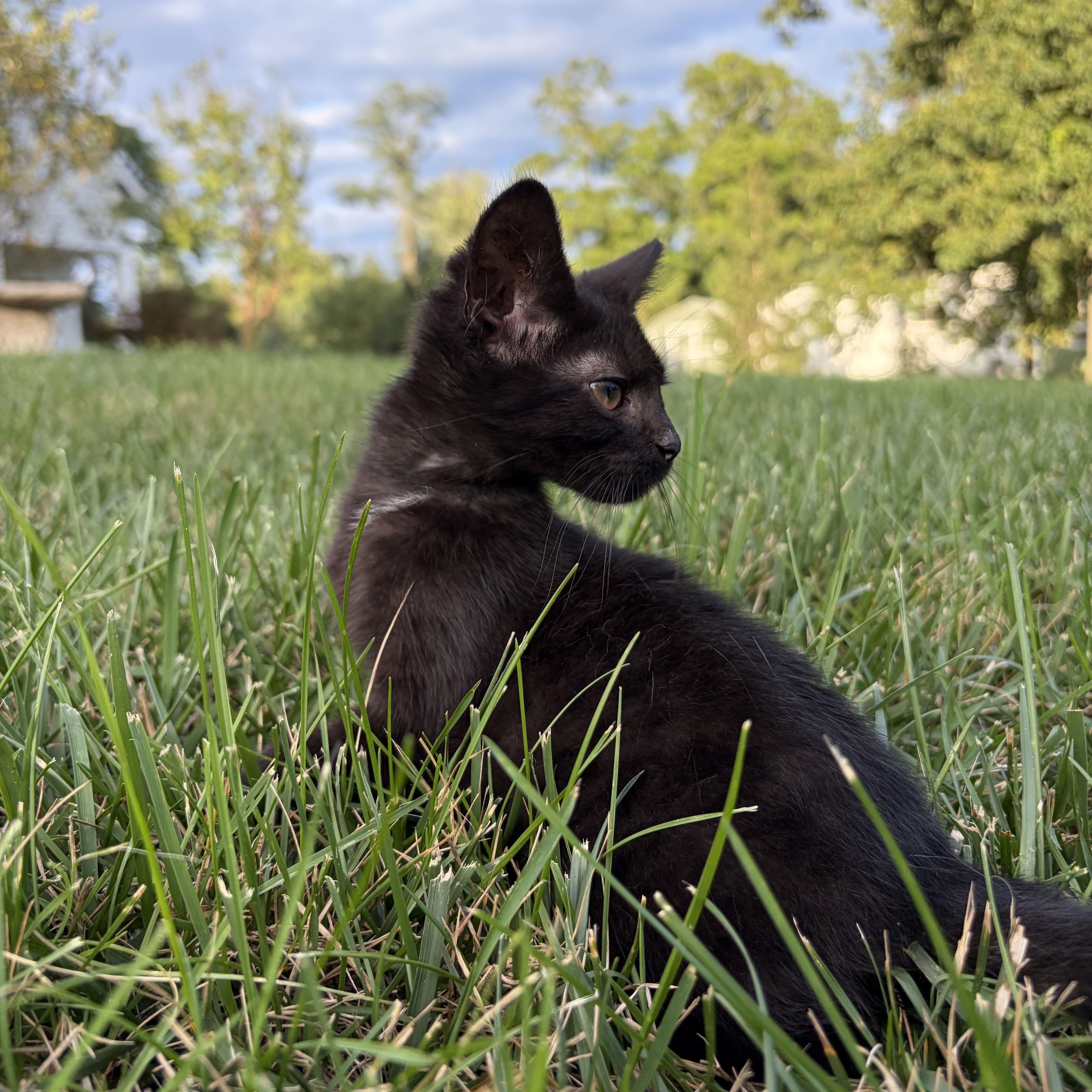 Twilight, a ADOPTABLE Domestic Short Hair in Bordentown, NJ image 4/4