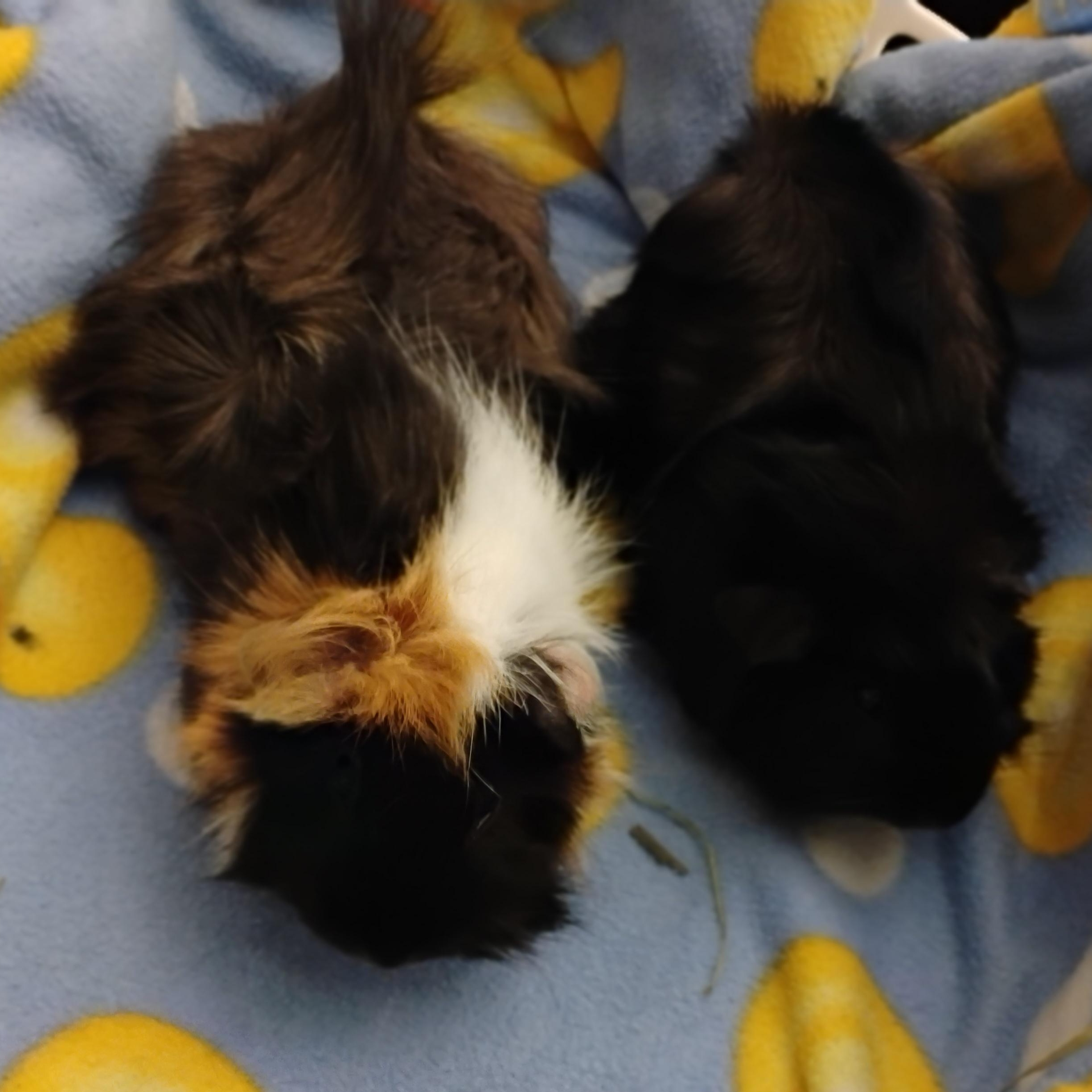 Tumeric & Jody, adopted, Young Female Abyssinian.