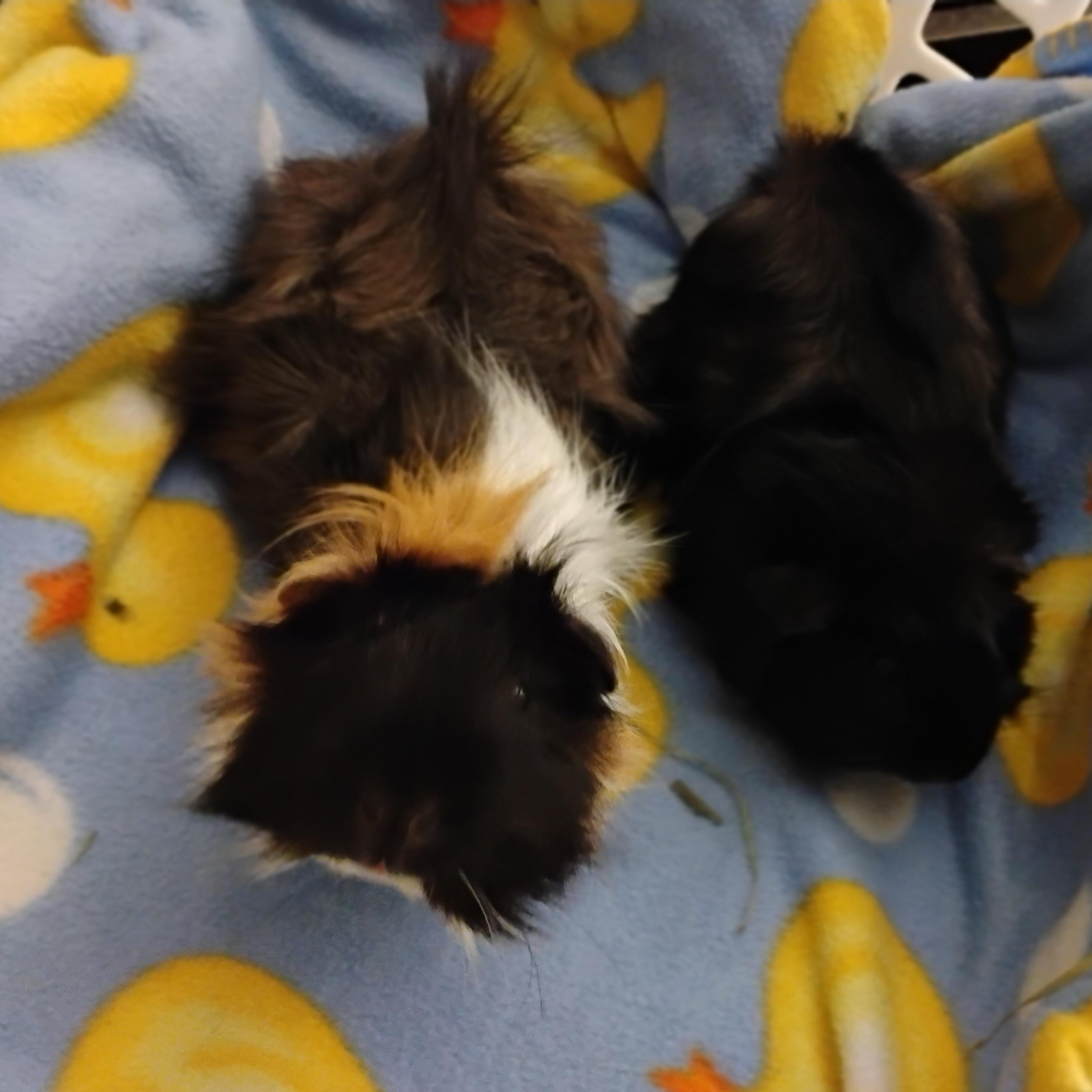 Enlarge Tumeric & Jody, an adopted Abyssinian in San Antonio, TX image 2/2