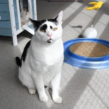 Francois — thumbnail 5