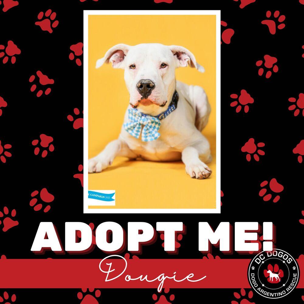 Dougie, ADOPTABLE, Adult Male Dogo Argentino.