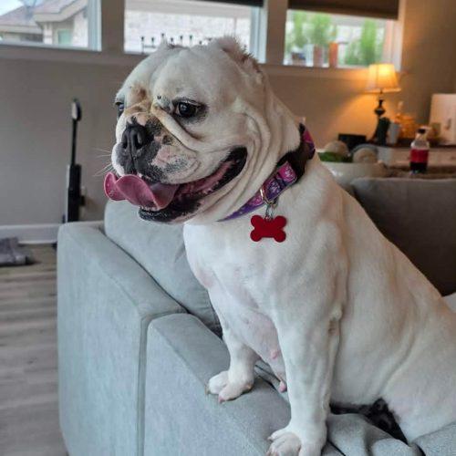 Chantilly, a Adoptable English Bulldog in Austin, TX image 1/5