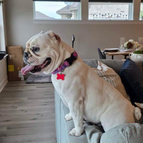 Chantilly, a Adoptable English Bulldog in Austin, TX image 2/5