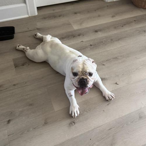 Enlarge Chantilly, a Adoptable English Bulldog in Austin, TX image 1/5