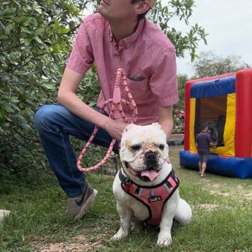 Enlarge Chantilly, a Adoptable English Bulldog in Austin, TX image 2/5