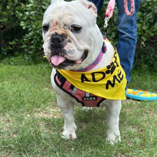 Enlarge Chantilly, a Adoptable English Bulldog in Austin, TX image 3/5