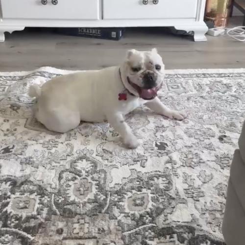 Enlarge Chantilly, a Adoptable English Bulldog in Austin, TX image 4/5