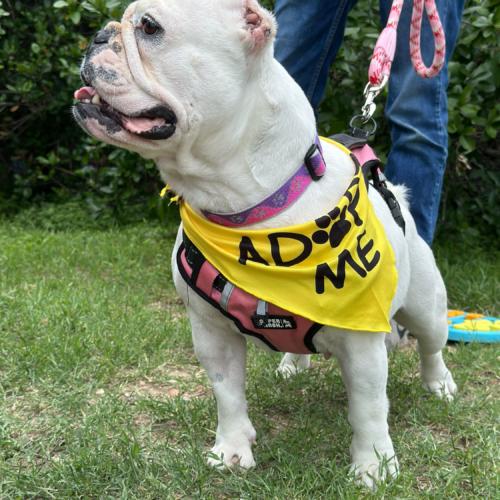 Enlarge Chantilly, a Adoptable English Bulldog in Austin, TX image 5/5