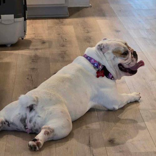 Chantilly, a Adoptable English Bulldog in Austin, TX image 3/5