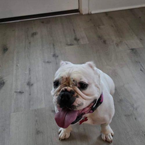 Chantilly, a Adoptable English Bulldog in Austin, TX image 4/5