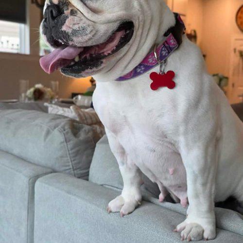 Chantilly, a Adoptable English Bulldog in Austin, TX image 5/5