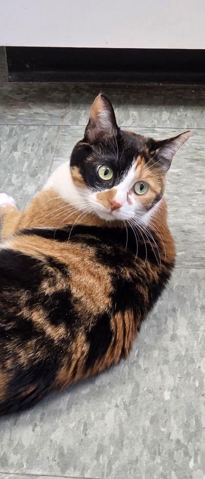 Spirit, Adoptable, Adult Female Domestic Short Hair & Domestic Short Hair.