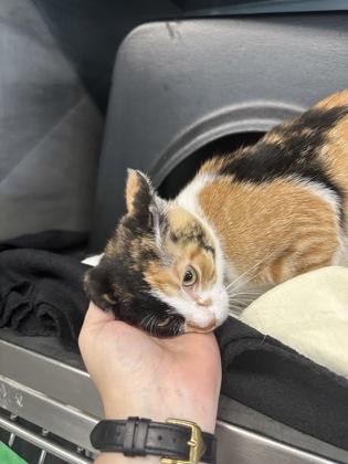 Spirit, a Adoptable mixed breed in Shawano, WI image 2/3