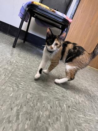 Spirit, a Adoptable mixed breed in Shawano, WI image 3/3
