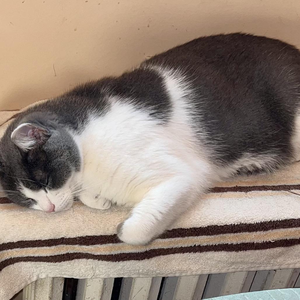 Chacha — thumbnail 2