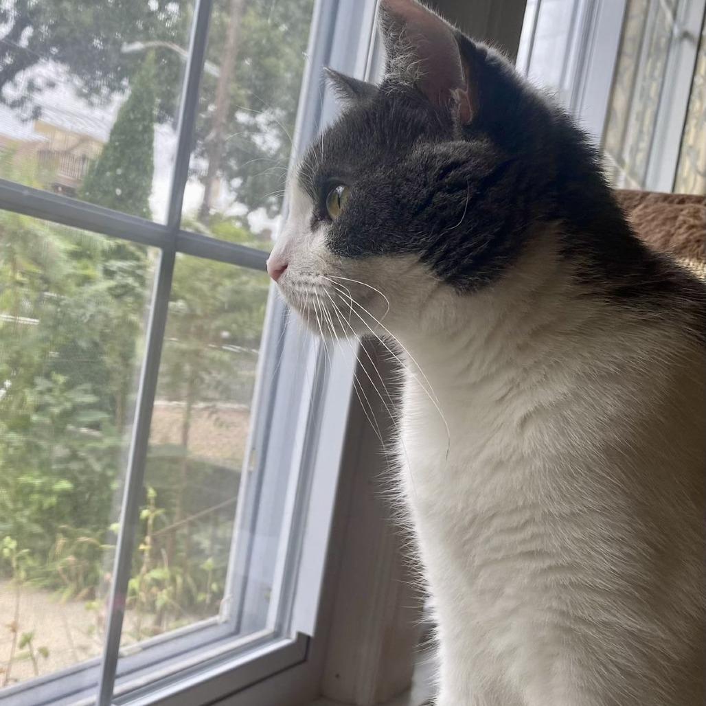 Chacha — thumbnail 3