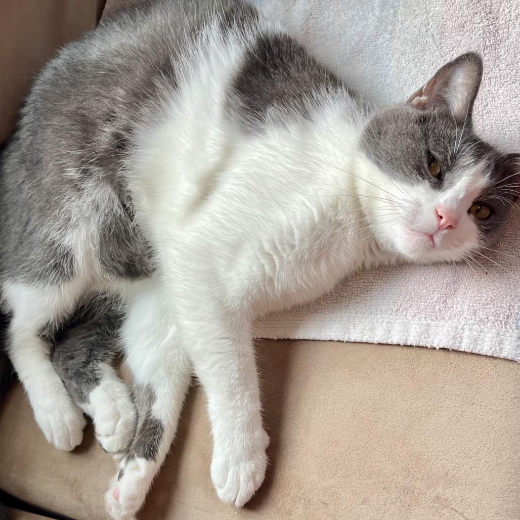 Chacha — thumbnail 4