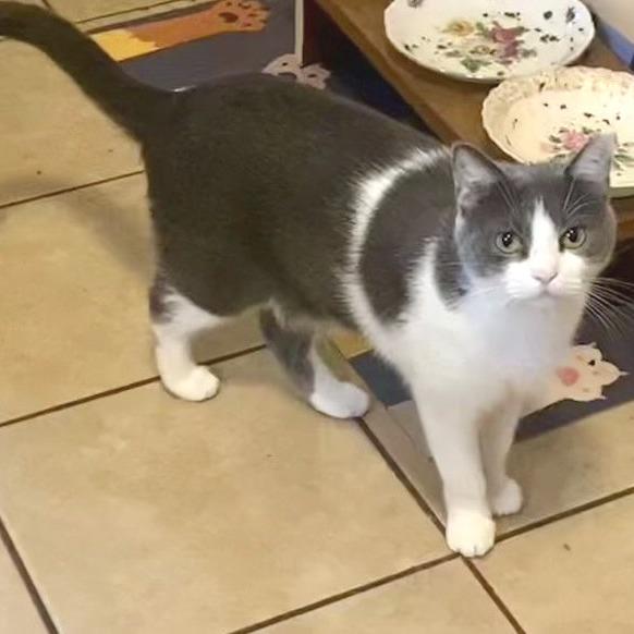 Chacha — thumbnail 5