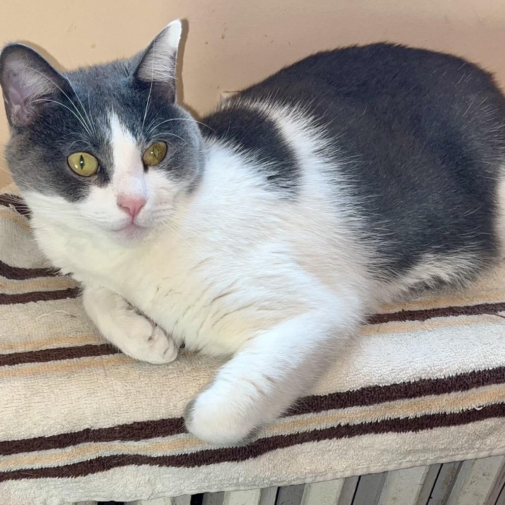 Chacha — thumbnail 6