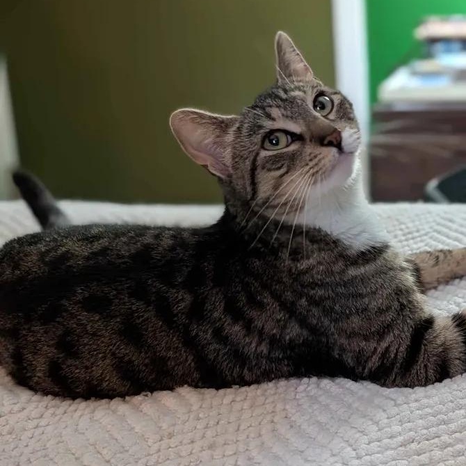 California, ADOPTABLE, Young Female Domestic Short Hair.