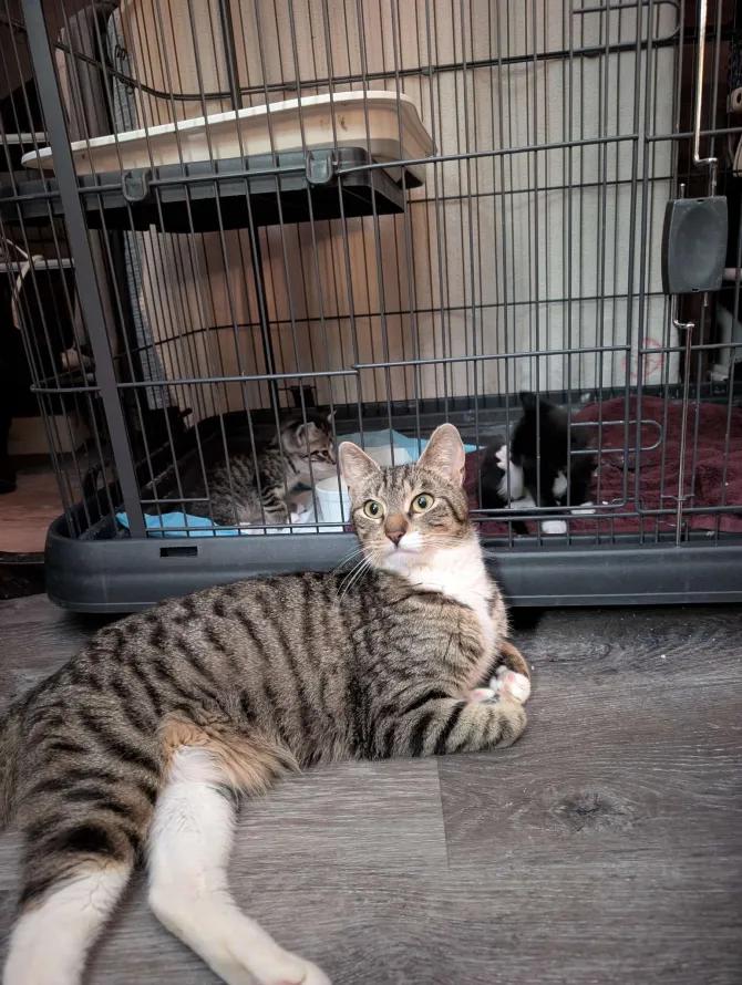 California, a ADOPTABLE Domestic Short Hair in Weehawken, NJ image 2/5