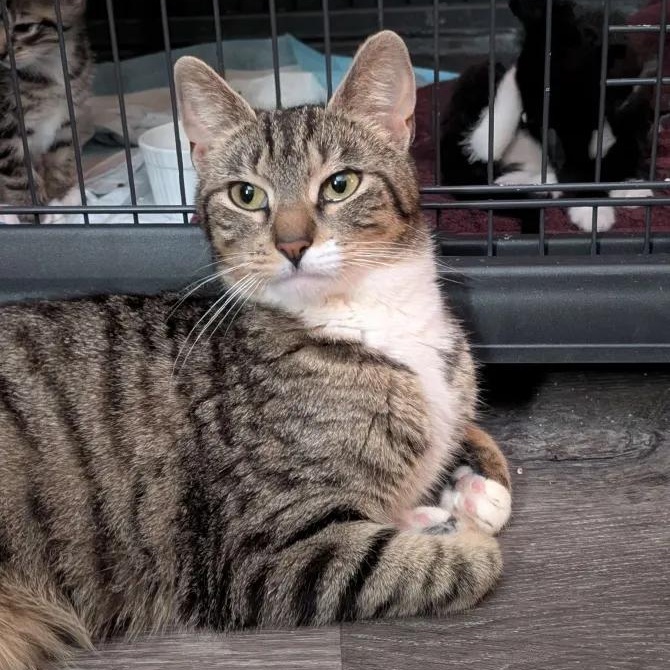 California, a ADOPTABLE Domestic Short Hair in Weehawken, NJ image 3/5