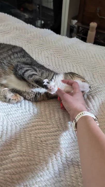 Enlarge California, a ADOPTABLE Domestic Short Hair in Weehawken, NJ video 5/5