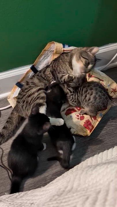 Enlarge California, a ADOPTABLE Domestic Short Hair in Weehawken, NJ video 4/5
