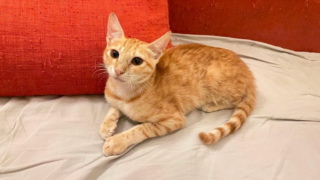 Enlarge Ruby, a Adoptable mixed breed in Lunenburg, MA image 1/1