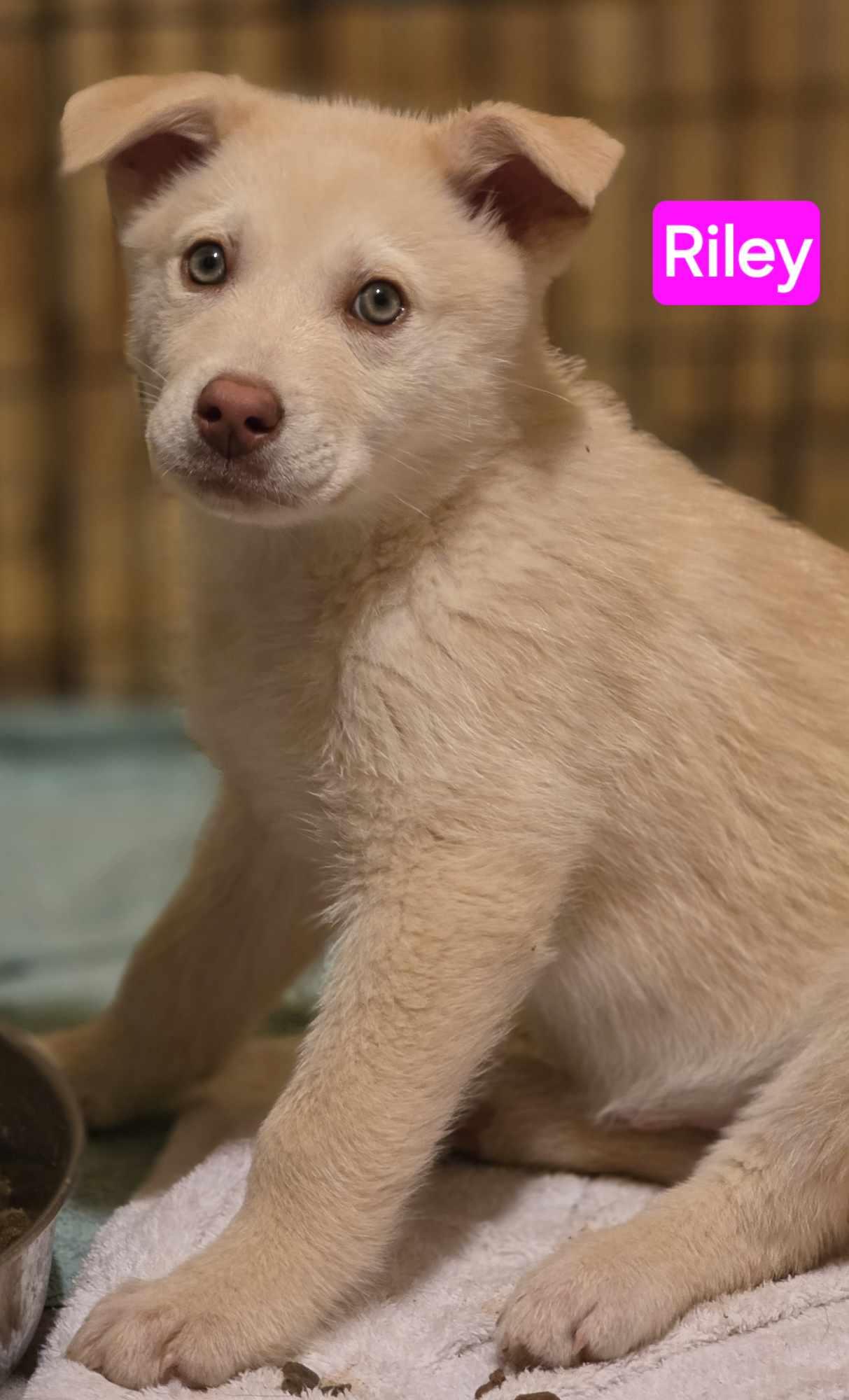 Enlarge Riley (PUPPY), an adopted mixed breed in Greeneville, TN image 2/4