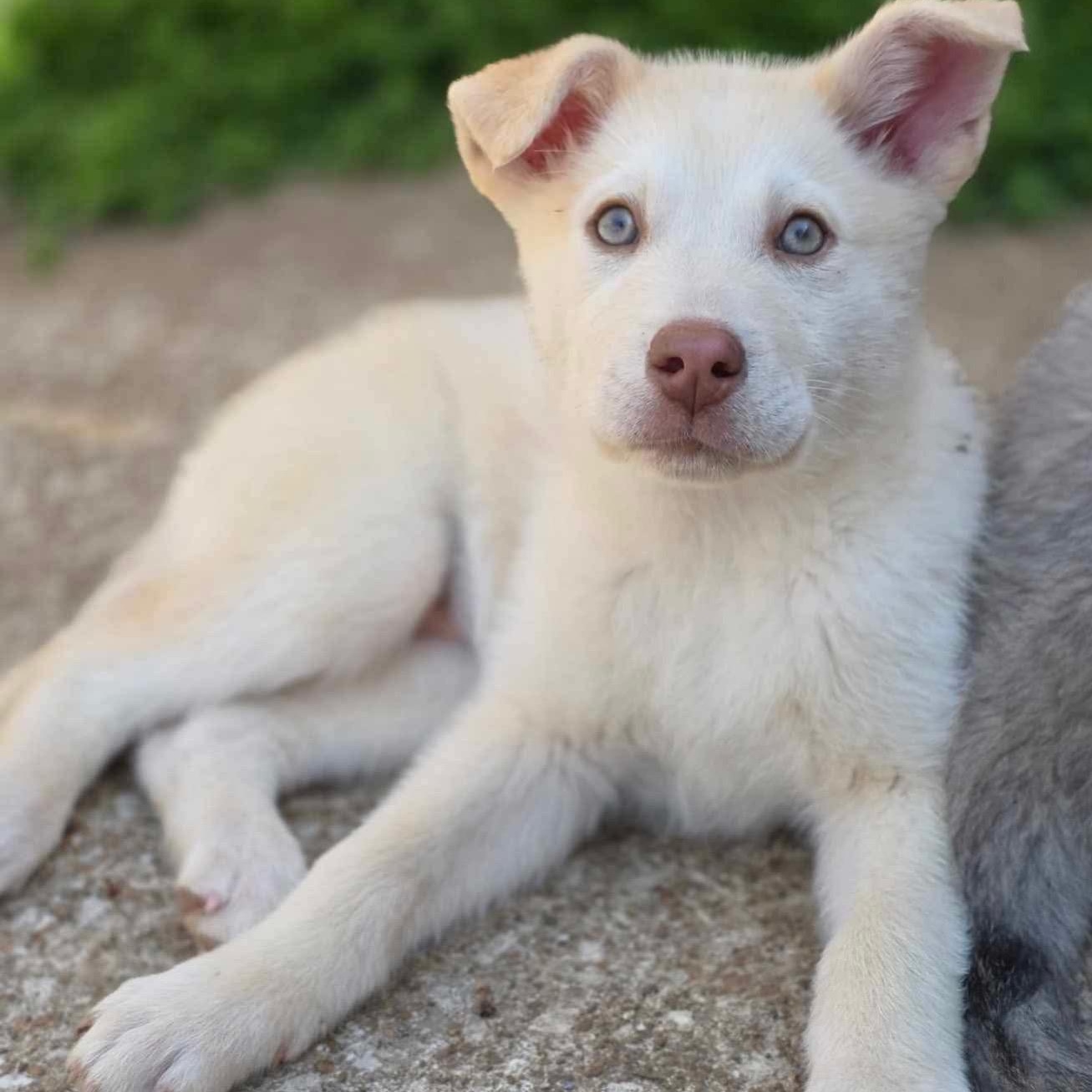 Riley (PUPPY), adopted, Puppy Female Husky.