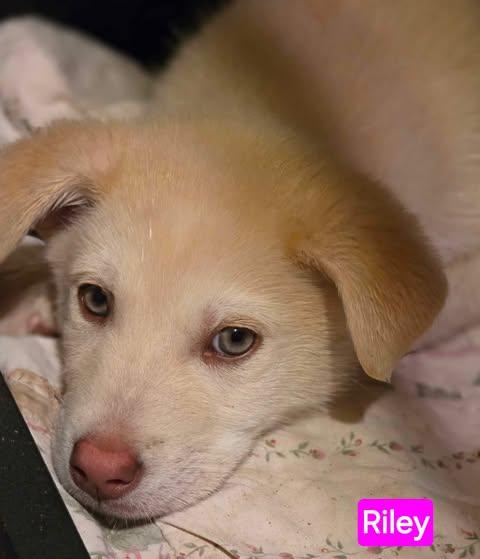 Enlarge Riley (PUPPY), an adopted mixed breed in Greeneville, TN image 3/4