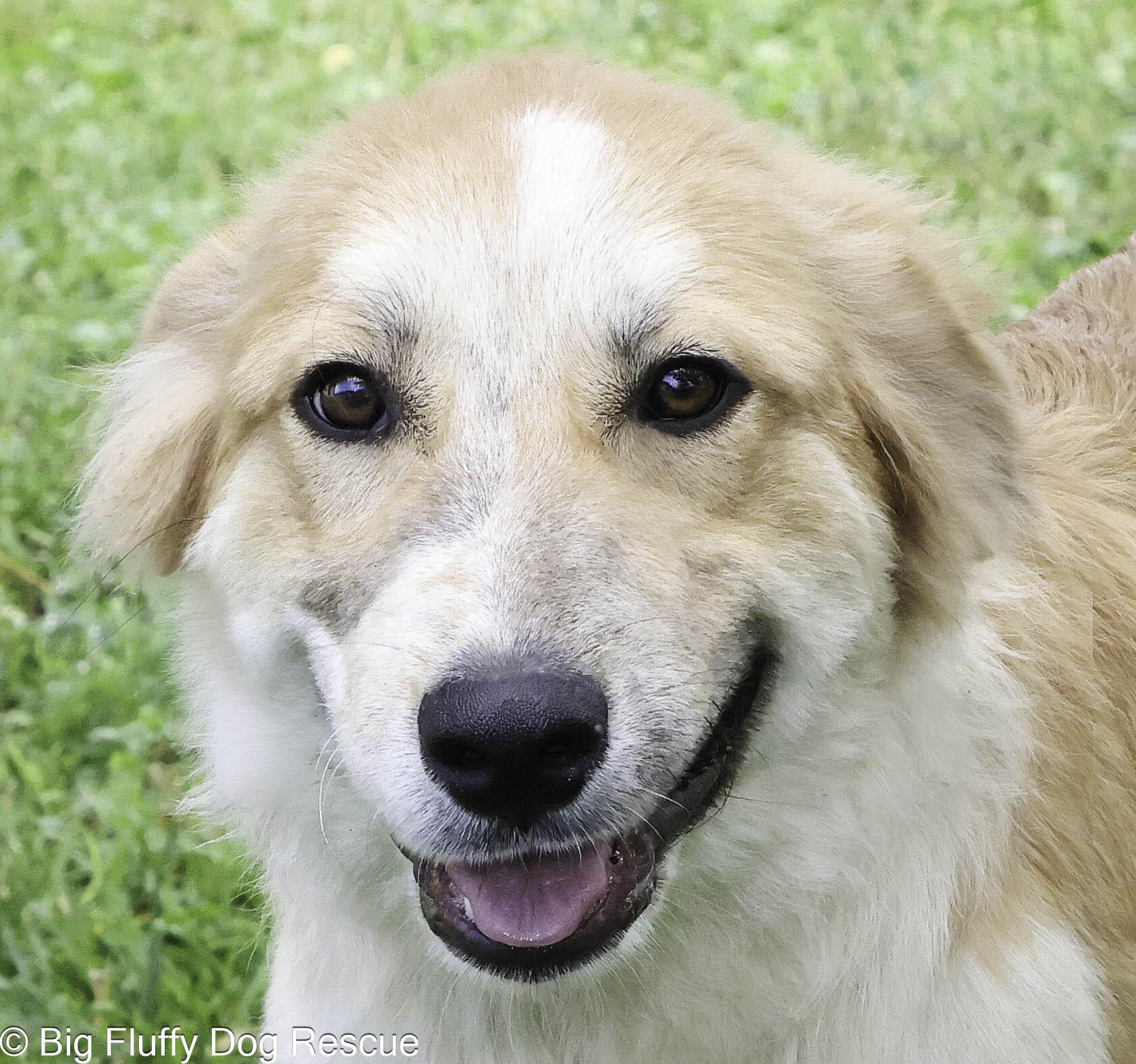 Hamish, adopted, Puppy Male Border Collie & Great Pyrenees.