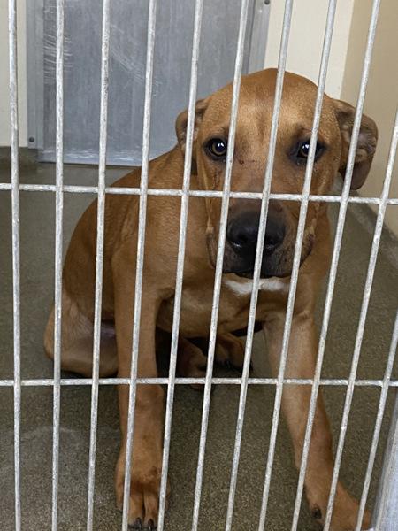 Paws, Adoptable, Young Male Pit Bull Terrier.