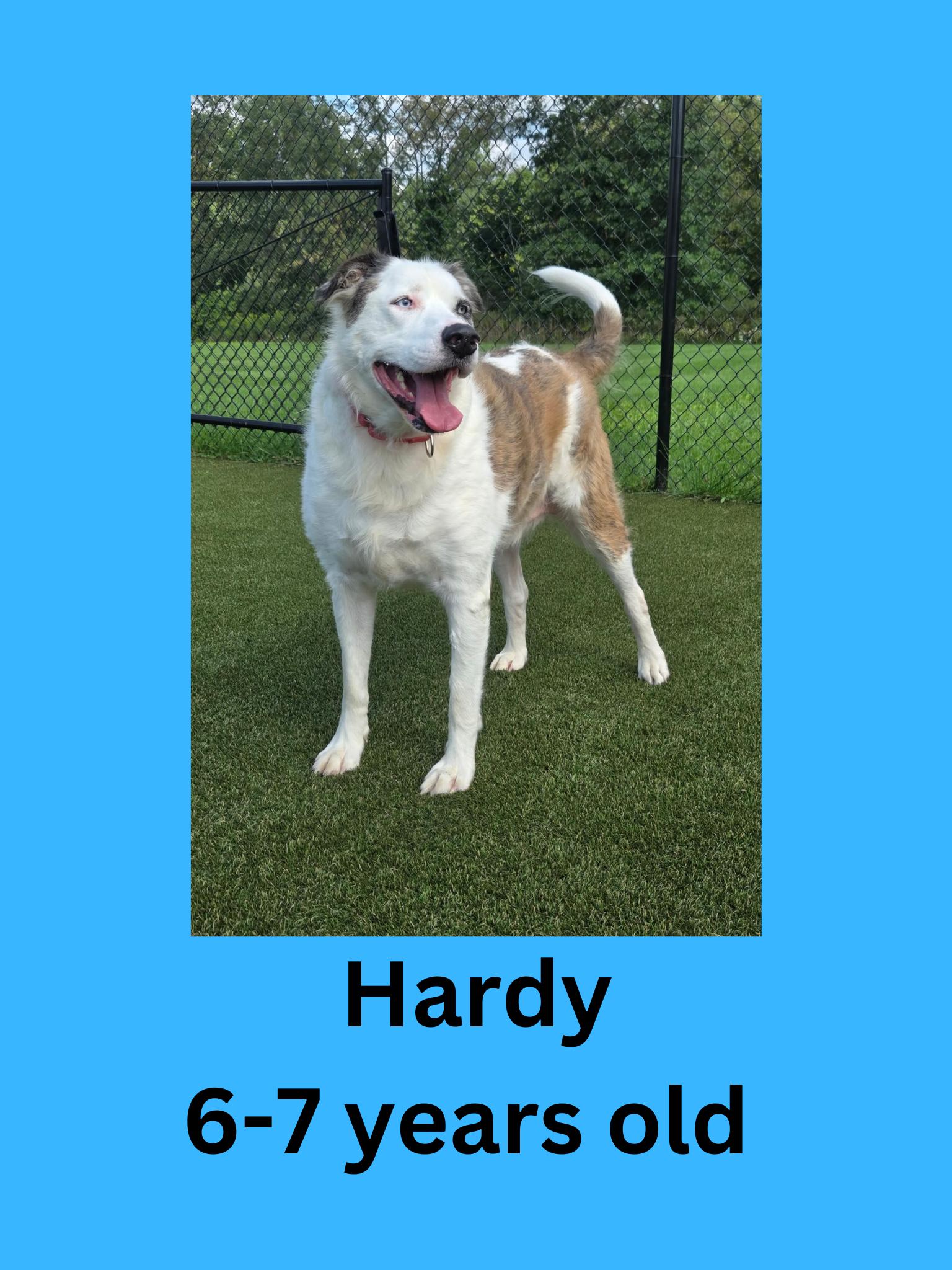 Hardy, ADOPTABLE, Senior Male Labrador Retriever.