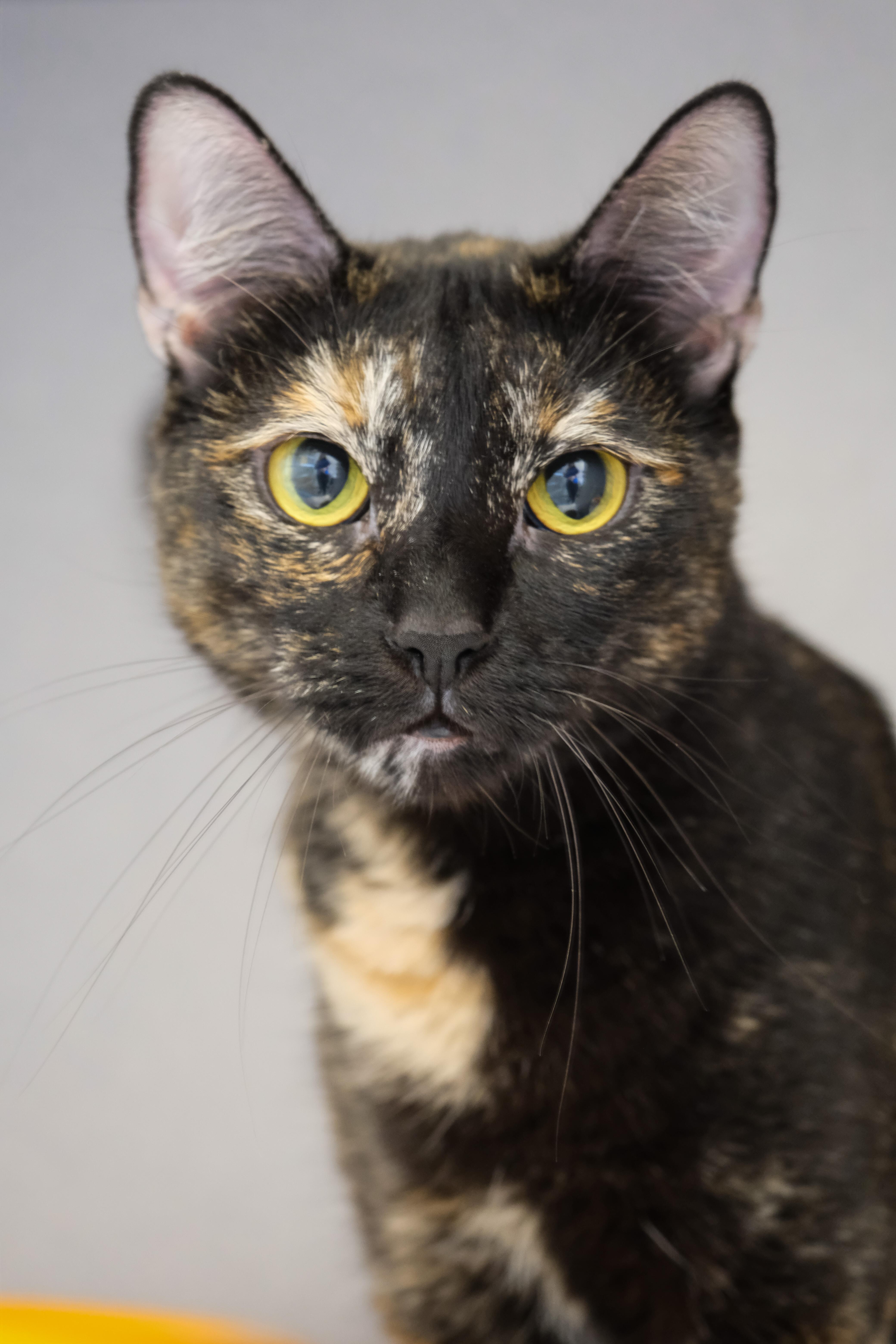 Jolie, Adoptable, Adult Female Domestic Short Hair.