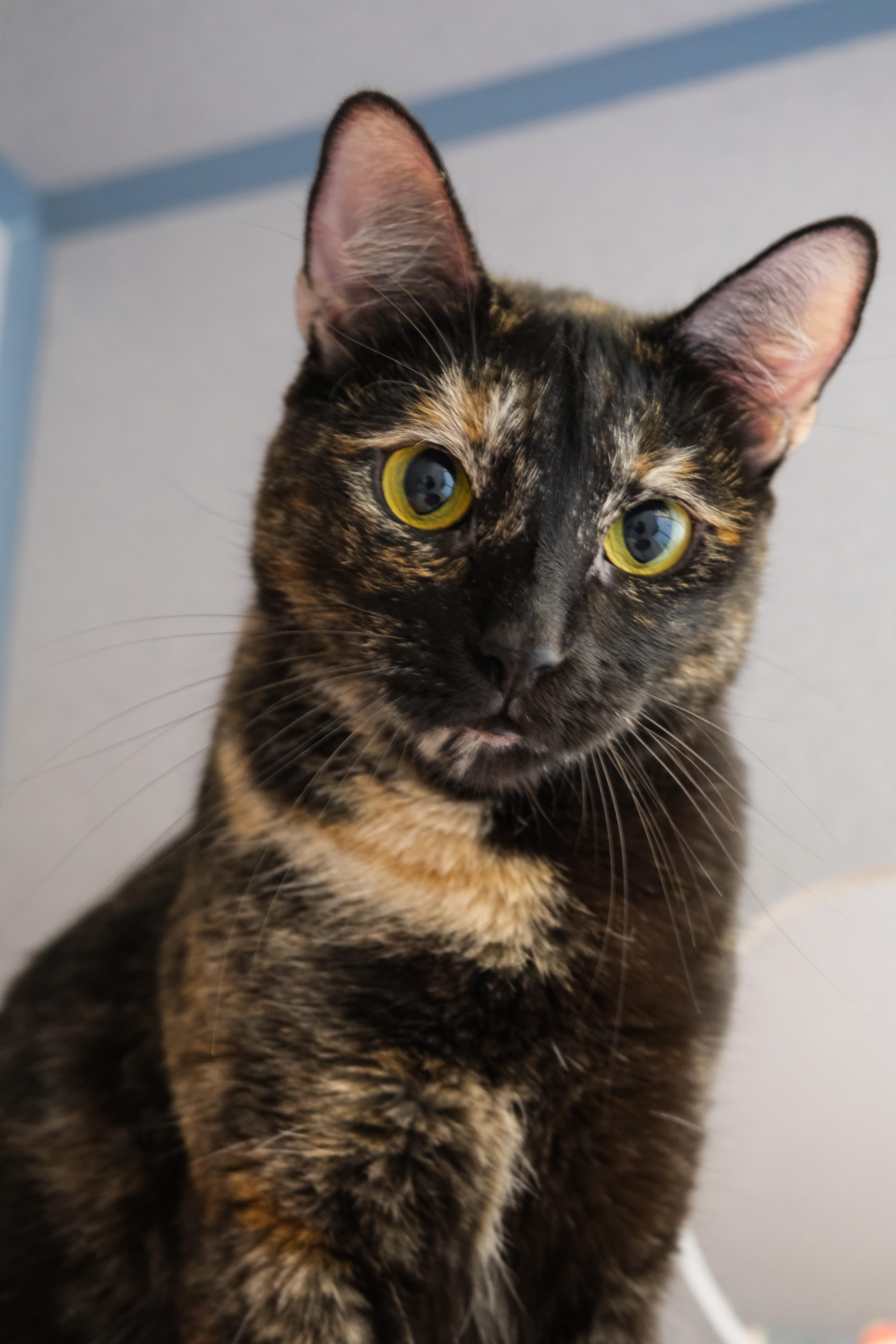 Jolie, a Adoptable mixed breed in Newport Beach, CA image 2/3