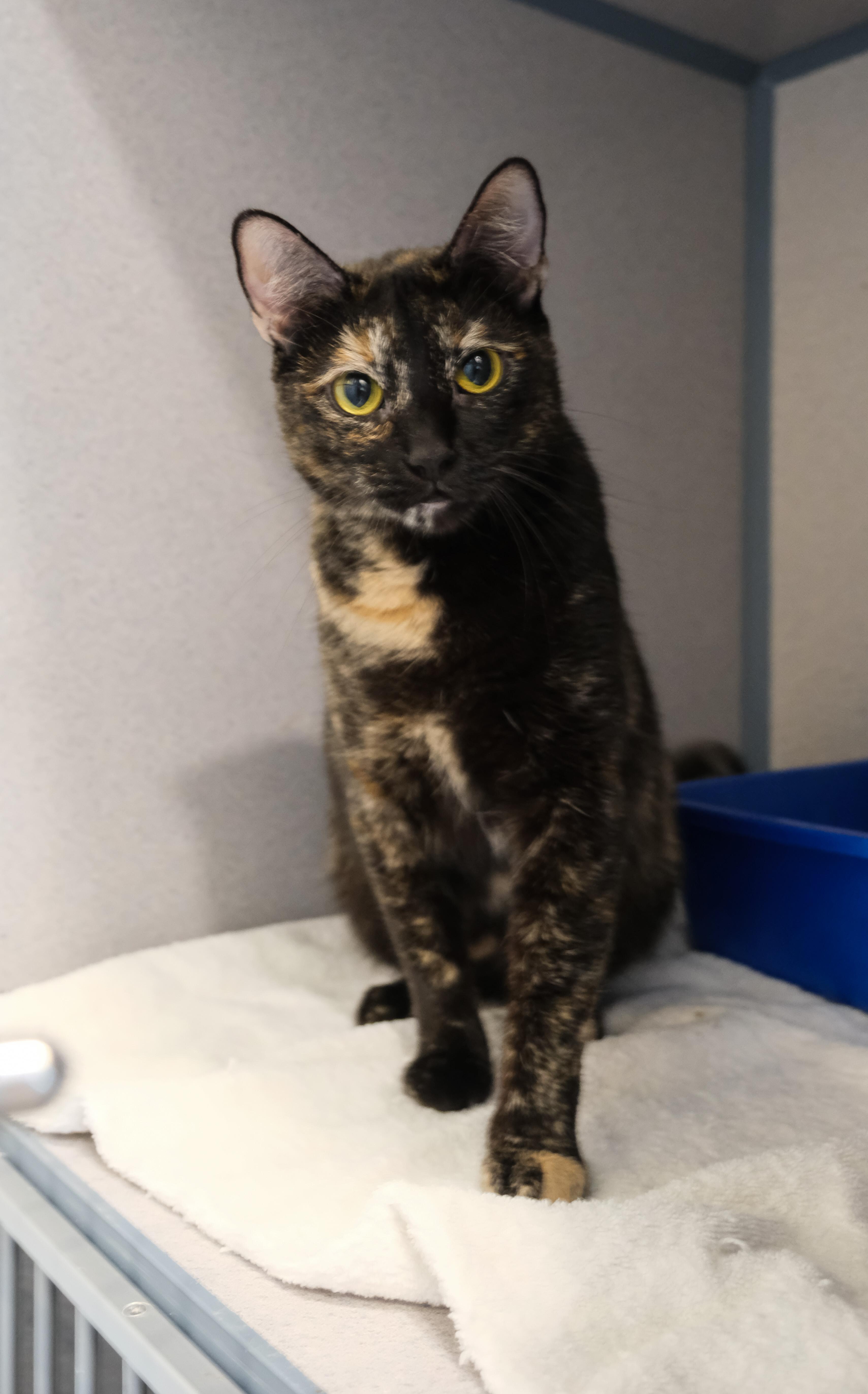 Jolie, a Adoptable mixed breed in Newport Beach, CA image 3/3