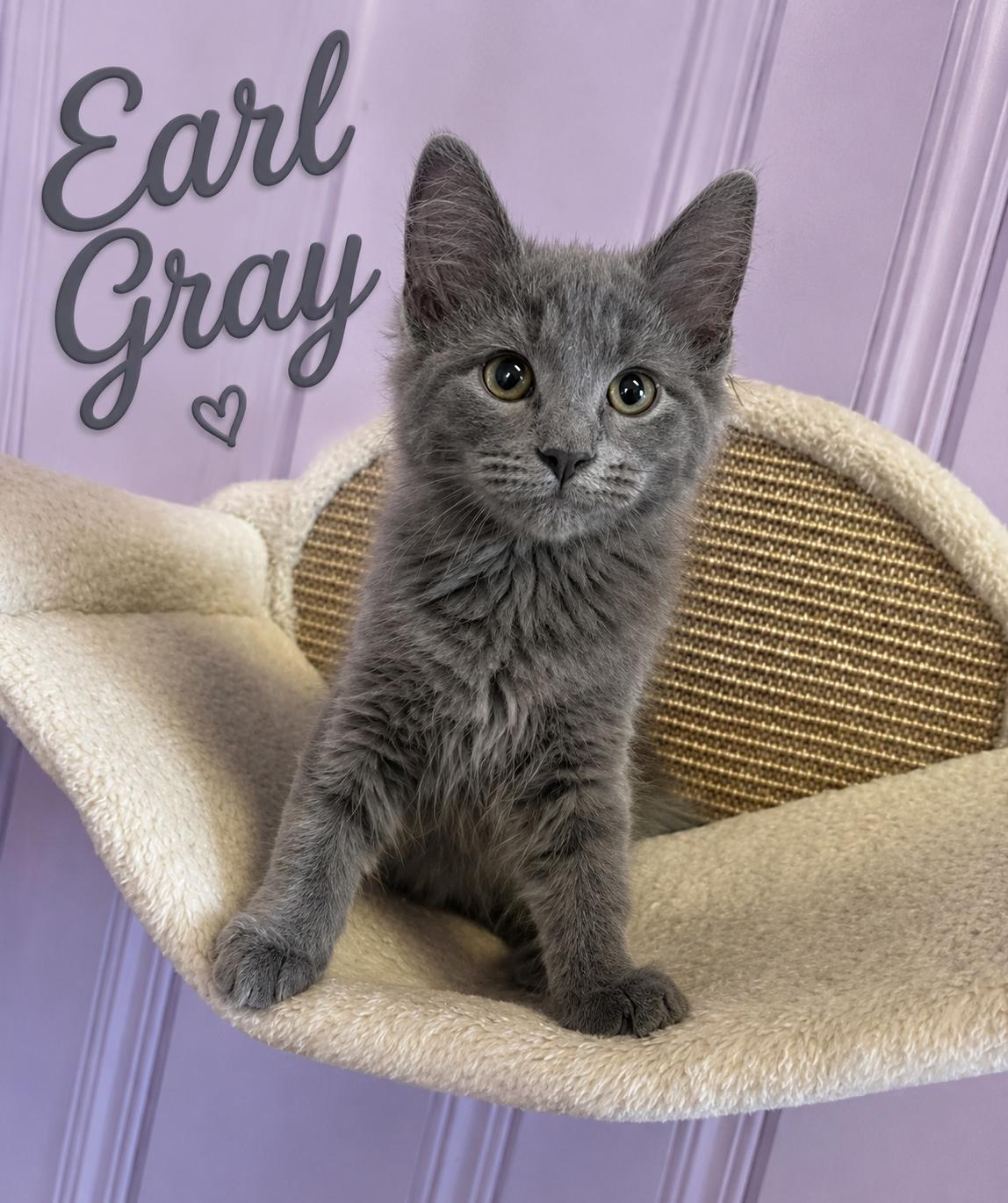 Enlarge Earl grey, an adopted American Shorthair in West Pittston, PA image 1/1