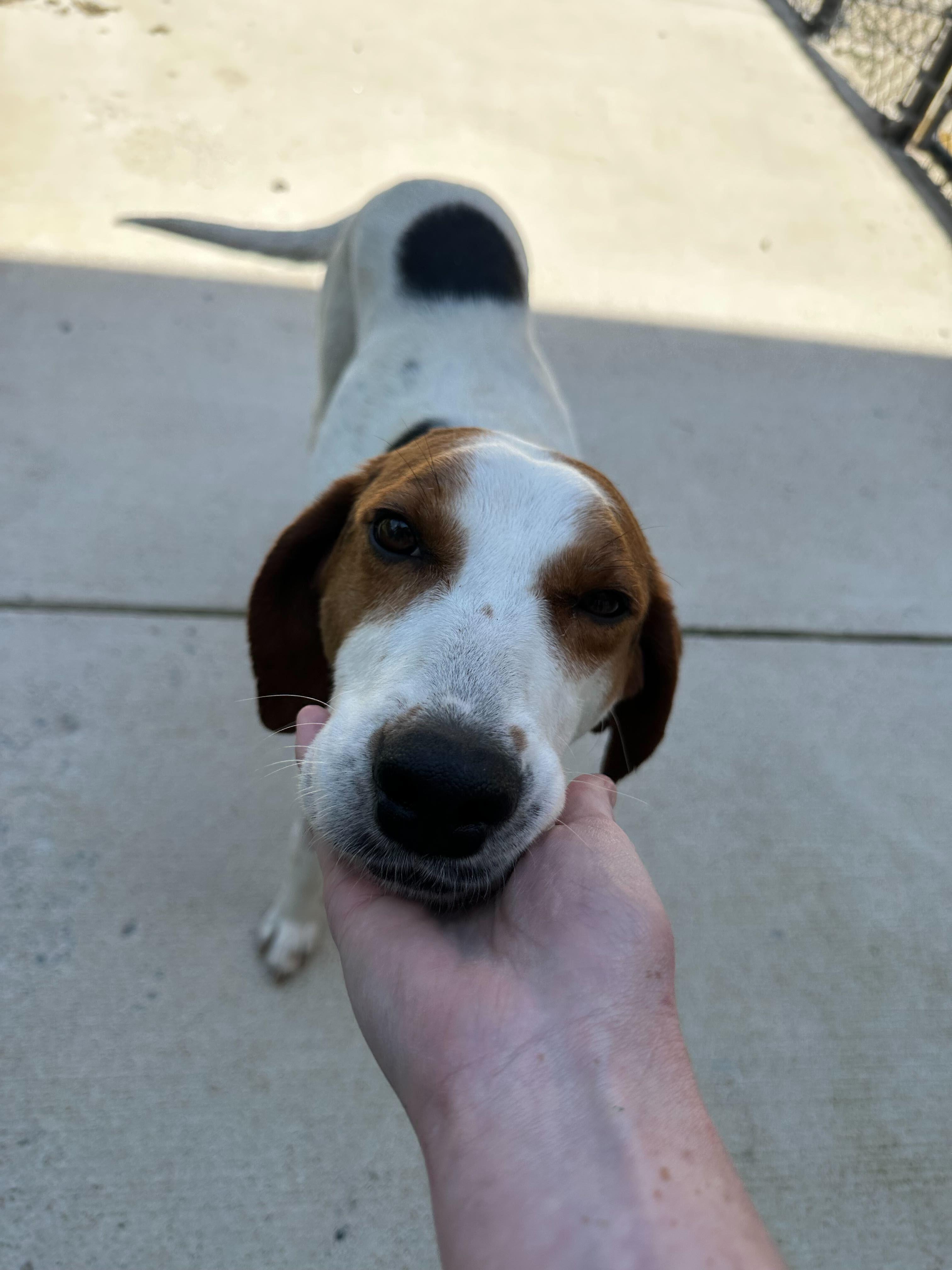 Enlarge Evelyn, a ADOPTABLE American Foxhound in Maidens, VA image 2/3