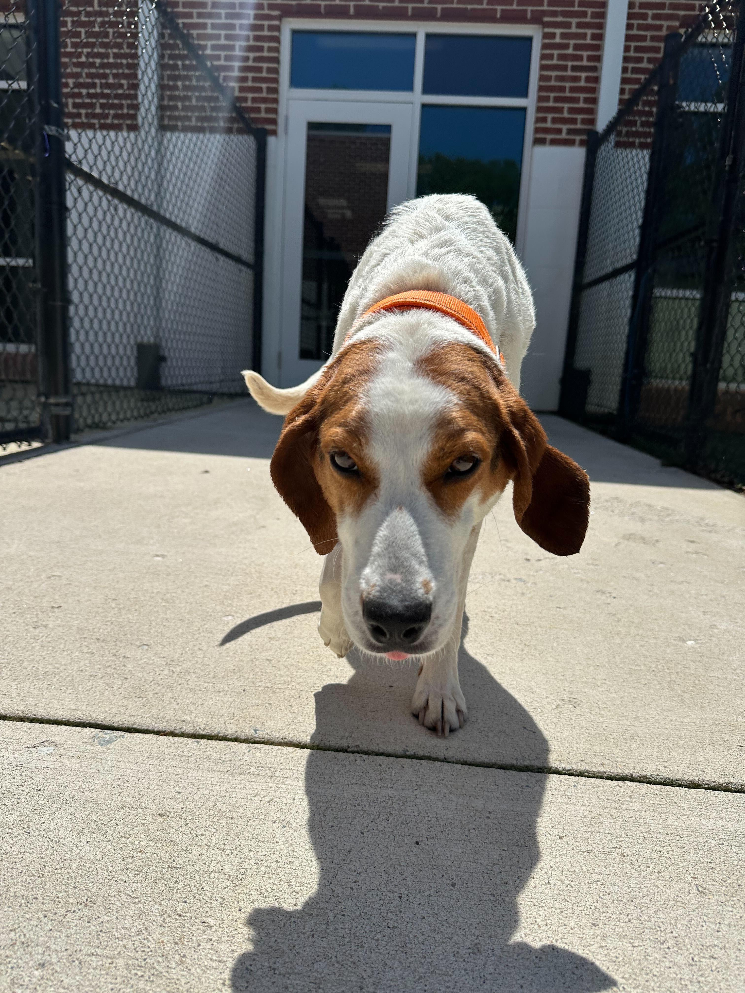 Enlarge Evelyn, a ADOPTABLE American Foxhound in Maidens, VA image 3/3