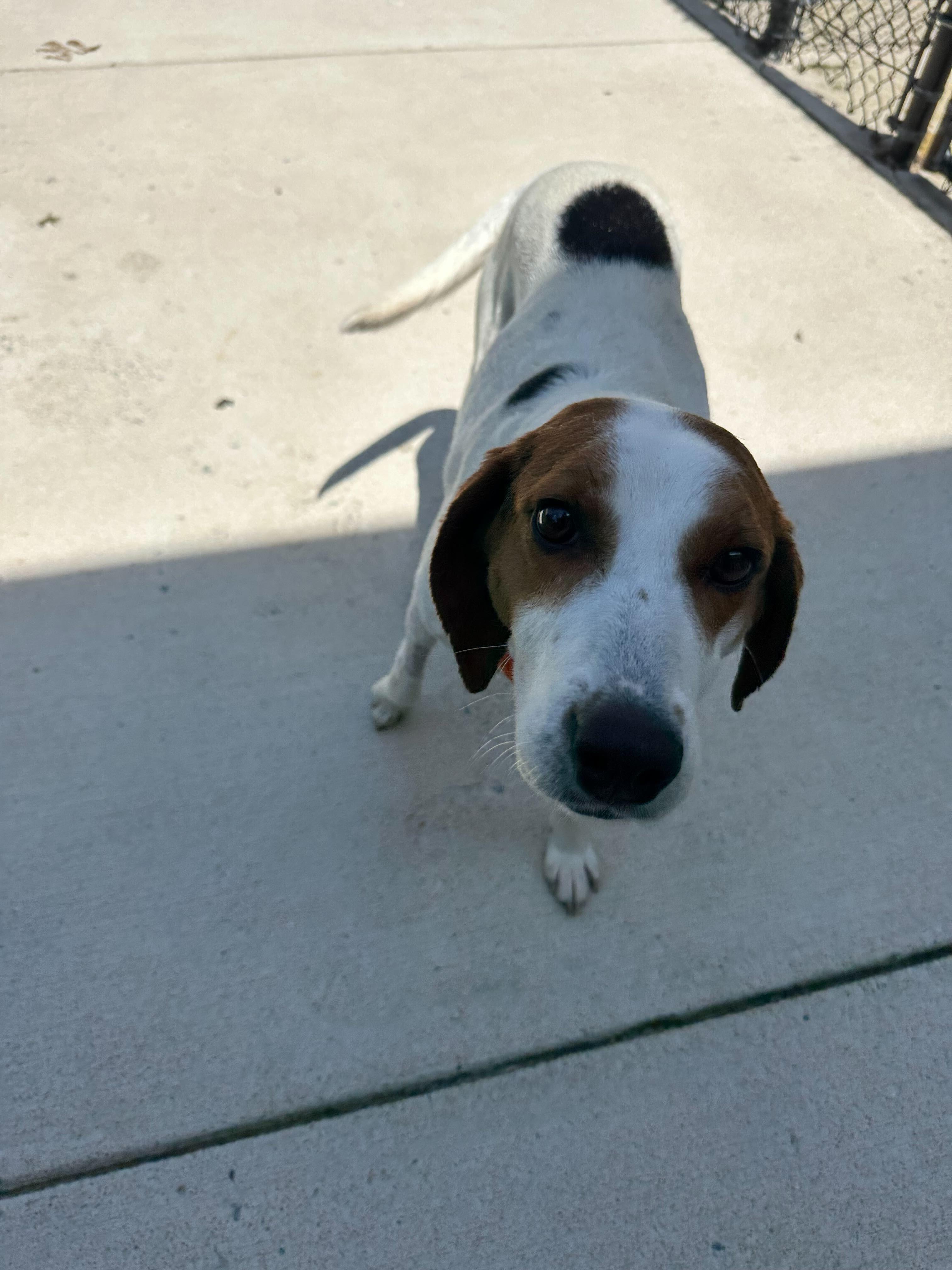 Evelyn, ADOPTABLE, Adult Female American Foxhound.